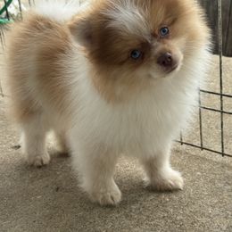 Bagel - Beaver male Pomeranian puppy in Corydon, Indiana from Kortes Pomeranians
