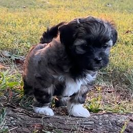 Havanese, Havapoo, and Poodle Puppies from Parlor Pups