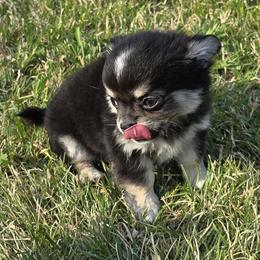 Diego 3800 - Black and tan male Chihuahua puppy in Tulsa, Oklahoma from Hart's Chihuahuas