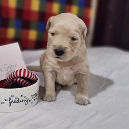 Dark green - Golden female Golden Retriever puppy in Grant, Michigan from Precious Kennel Retrievers