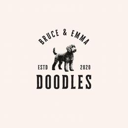 Bernedoodle Puppies from Bruce and Emma Doodles
