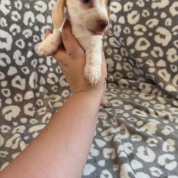 Penny - Piebald female Dachshund puppy in Mountain Home, Arkansas from Furry Friends Kennel