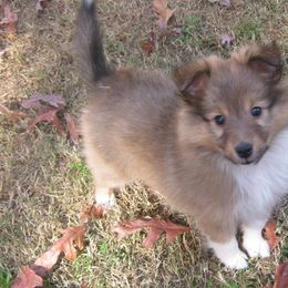 Shetland Sheepdogs from Jennette Chaney's Shetland Sheepdogs