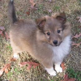 Shetland Sheepdogs from Jennette Chaney's Shetland Sheepdogs