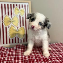 Shell - White and blue merle female Bordoodle puppy in Valley Center, California from Circle R Valley Bordoodls