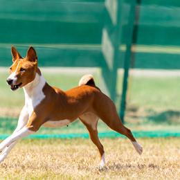 Basenji Puppies from Flutesong Basenjis II