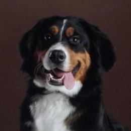 Coco - Bernedoodle