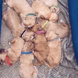 Goldendoodles from Doodle Life Goldendoodles