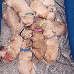 Goldendoodles from Doodle Life Goldendoodles