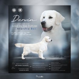 Darwin - Golden Retriever