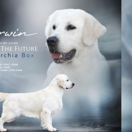Darwin - Golden Retriever