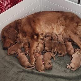 Green collar - Dark golden male Golden Retriever puppy in Boulder, Montana from Sharee's Golden Retrievers