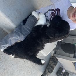 Aussiedoodle Puppies from North 40 Aussiedoodles