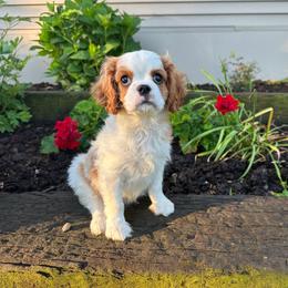 Blenheim Boy - Blenheim male Cavalier King Charles Spaniel puppy in Shipshewana, Indiana from Shelli's Puppies