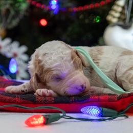 Ice - Parti male Poodle puppy in Fairfield, Illinois from Positively Doodles