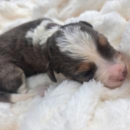 Tucker - male Golden Mountain Doodle puppy in Palestine, Texas from KK's Doodle Bunch