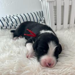 Carlsbad - White and black male Bordoodle puppy in Valley Center, California from Circle R Valley Bordoodls