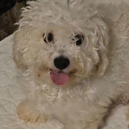Bichon Frises, Maltese, Maltipoos, and Shih Tzus from Cooley's Cuddle Pups