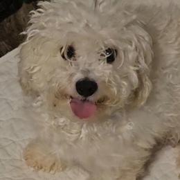Bichon Frises, Maltese, Maltipoos, and Shih Tzus from Cooley's Cuddle Pups