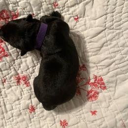 Pearl - Black female Scottish Terrier puppy in Archbold, Ohio from Mehring’s Scotty’s