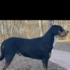 Trump - Greater Swiss Mountain Dog