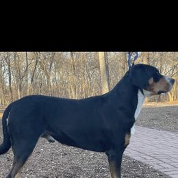 Trump - Greater Swiss Mountain Dog