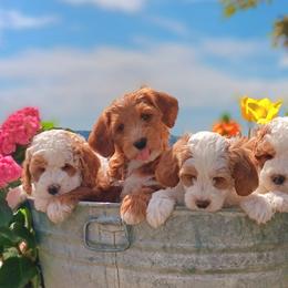 Goldendoodles from Gold Country mini doodles