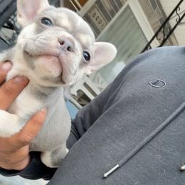 Cookie - Cream female French Bulldog puppy in Reading, Pennsylvania from Lomi Kennel