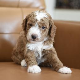 Theo - Apricot male Goldendoodle puppy in Berlin, Ohio from Doodle Babys