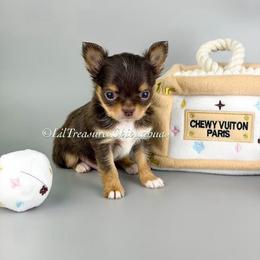 Spike - Chocolate and tan male Chihuahua puppy in Anderson, South Carolina from Lil Treasures Chihuahuas