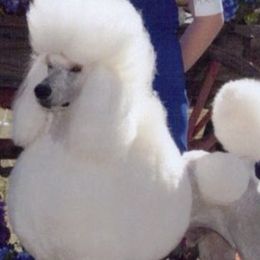 Poodles from Audysey Poodles