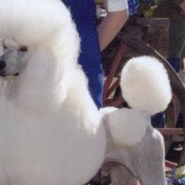 Poodles from Audysey Poodles