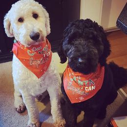 Goldendoodle and Poodle All Grown Up from Colorful Creations Doodles and Poodles
