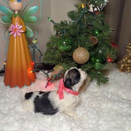 Hazel - Tricolor female Shih Tzu puppy in Phoenix, Arizona from Spoiled Shih Tzu