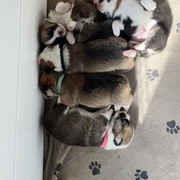 Pembroke Welsh Corgi Puppies from Annwyl McCorgis