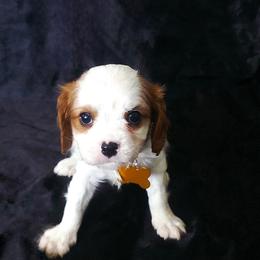 Sunny - Blenheim male Cavalier King Charles Spaniel puppy in Pennsylvania from Julie's Cavalier King Charles Spaniels