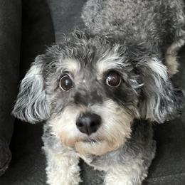 Cookie - Poodle