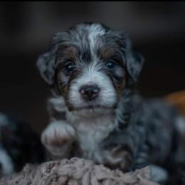 Bernedoodle Puppies from Autumn Vanskiver
