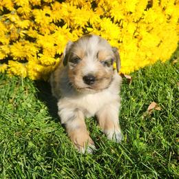 Archie - Blue merle male Miniature Australian Shepherd puppy in Sandown, New Hampshire from Ashby Lou Aussies