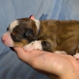 Pearl - Tri-color female Bernedoodle puppy in Bradenton, Florida from Peanut Butter Doodles