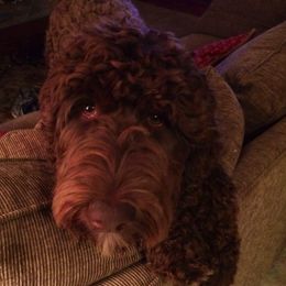 Double Doodles, Goldendoodles, and Labradoodles from Dixie Magnolia Doodles