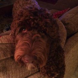 Double Doodles, Goldendoodles, and Labradoodles from Dixie Magnolia Doodles