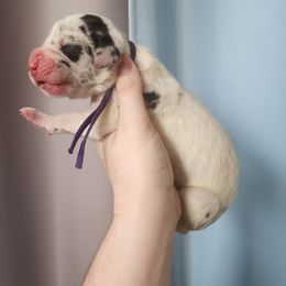 Purple collar - Harlequin female Great Dane puppy in Alton, Illinois from Show Me Great Danes and Basset Hounds