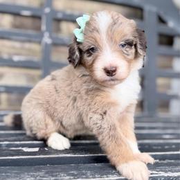 Candy Corn - Red merle female Aussiedoodle puppy in Cartersville, Georgia from Simply Blessed Doodles