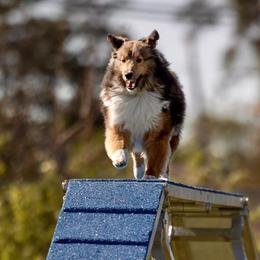 Zoe - Shetland Sheepdog