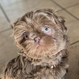 Pandora - Shih Tzu