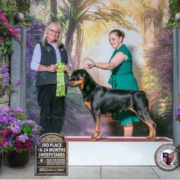 Rottweiler puppies from Dragonstar Rottweilers