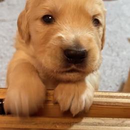 Golden Retriever Puppies from Golden Poppy Retrievers