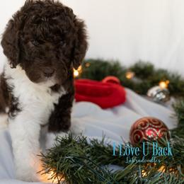 Labradoodle Puppies from I Love U Back Labradoodles