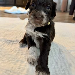 Goose - Brown and white male Portuguese Water Dog puppy in Allen, Texas from Pawsitively Portuguese